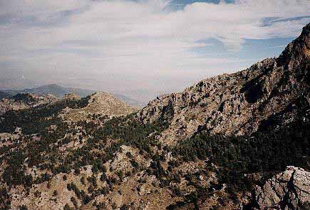 Los pinares de las laderas septentrionales de sierra prieta desde la umbra de sierra Cabrilla.